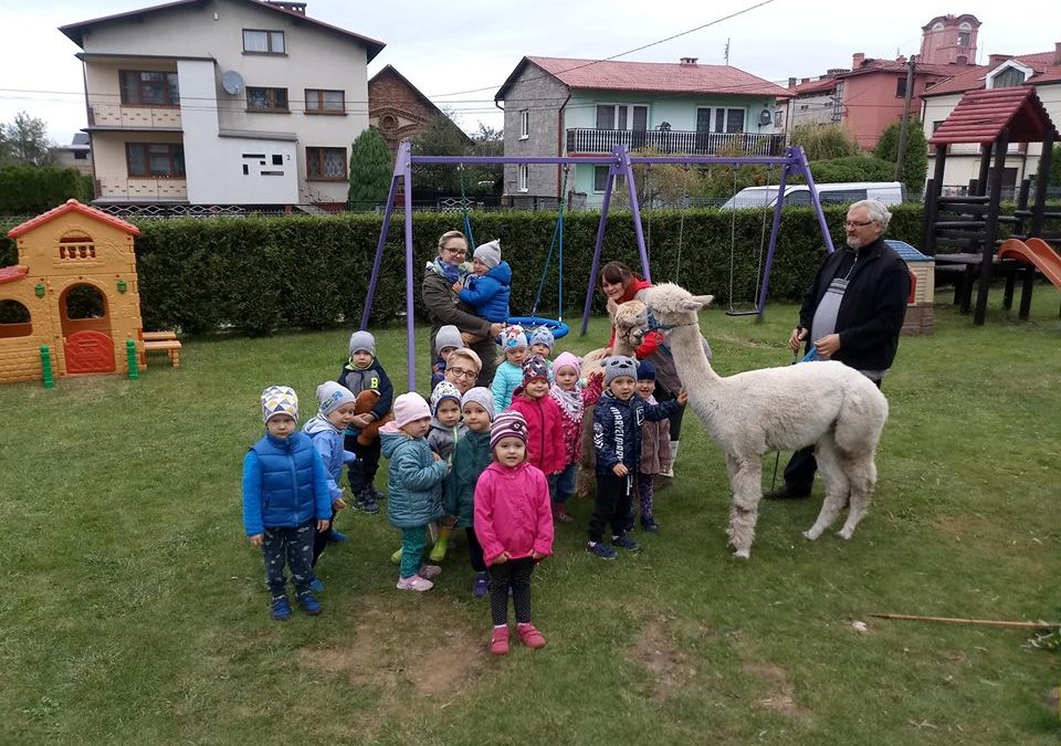 Odwiedziny alpaki